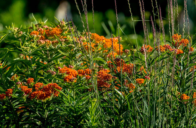 Pleasant Grove Park a connection to nature, the past